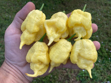 Load image into Gallery viewer, White Ghost Scorpion Mix (Bumpy, XL, & Meringue) (Pepper Seeds)