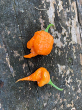 Load image into Gallery viewer, 7 Pot Douglah Peachy (Pepper Seeds)