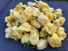 Load image into Gallery viewer, White Ghost Scorpion Mix (Bumpy, XL, & Meringue) (Pepper Seeds)