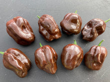 Load image into Gallery viewer, Habanero Chocolate (Pepper Seeds)
