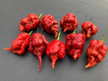 Load image into Gallery viewer, Tiberius Mauler Caramel (Pepper Seeds)
