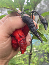 Load image into Gallery viewer, Primo Noir (Blushed) (Pepper Seeds)