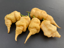 Load image into Gallery viewer, Tiberius Mauler Peach (Pepper Seeds)