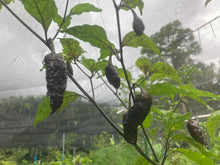 Load image into Gallery viewer, Primo Noir (Blushed) (Pepper Seeds)