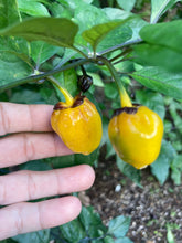 Load image into Gallery viewer, PurpleGum Yellow Bright (Pepper Seeds)
