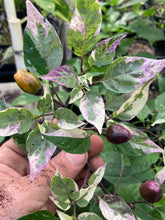 Load image into Gallery viewer, Trixster Polychrome Mix (Pepper Seeds)