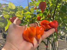 Load image into Gallery viewer, Voltron (T-E)(Pepper Seeds)