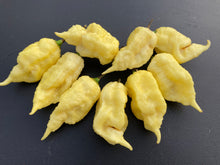 Load image into Gallery viewer, XL White Ghost Scorpion (Jays/T-E) (Pepper Seeds)