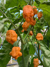 Load image into Gallery viewer, “Repo Mang” (BOC X Reaper OG3) (Pepper Seeds)