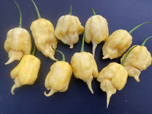 Load image into Gallery viewer, White Ghost Scorpion Mix (Bumpy, XL, & Meringue) (Pepper Seeds)