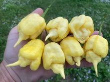 Load image into Gallery viewer, White Ghost Scorpion Mix (Bumpy, XL, & Meringue) (Pepper Seeds)
