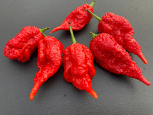 Load image into Gallery viewer, Tiberius Mauler Red (Pepper Seeds)