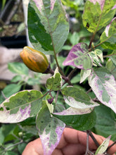 Load image into Gallery viewer, Trixster Polychrome Mix (Pepper Seeds)