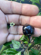 Load image into Gallery viewer, Bubblegum Purple Ghostscorpion Red (Pepper Seeds)