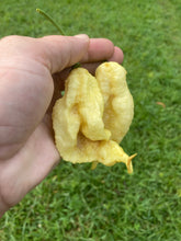 Load image into Gallery viewer, XL White Ghost Scorpion (Jays/T-E) (Pepper Seeds)