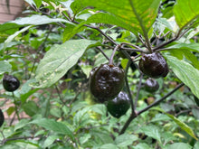 Load image into Gallery viewer, Purplegum Orange Bright (Pepper Seeds)
