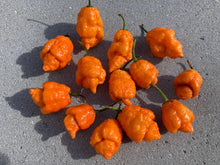 Load image into Gallery viewer, “Repo Mang” (BOC X Reaper OG3) (Pepper Seeds)