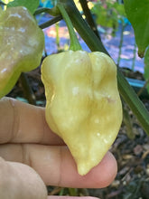 Load image into Gallery viewer, Purple Uprising White (Pepper Seeds)