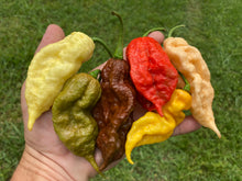 Load image into Gallery viewer, White Ghost Scorpion (Jays/T-E) (Pepper Seeds)