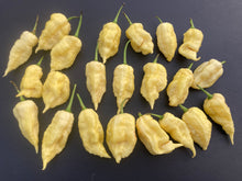 Load image into Gallery viewer, White Ghost Scorpion Mix (Bumpy, XL, & Meringue) (Pepper Seeds)