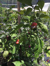 Load image into Gallery viewer, Taj Mahal Orange Tiger (Pepper Seeds)
