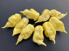 Load image into Gallery viewer, XL White Ghost Scorpion (Jays/T-E) (Pepper Seeds)