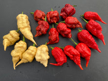 Load image into Gallery viewer, Tiberius Mauler Peach (Pepper Seeds)