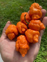 Load image into Gallery viewer, “Repo Mang” (BOC X Reaper OG3) (Pepper Seeds)