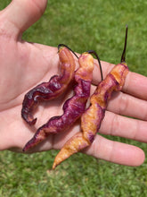 Load image into Gallery viewer, Tiger Murupi Purple Peach (Pepper Seeds)