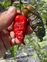 Load image into Gallery viewer, Primo Noir (Blushed) (Pepper Seeds)