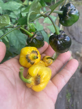 Load image into Gallery viewer, PurpleGum Yellow Bright (Pepper Seeds)