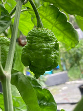 Load image into Gallery viewer, “Repo Mang” (BOC X Reaper OG3) (Pepper Seeds)