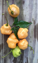 Load image into Gallery viewer, Roxa Lantern (T-E Mix)(Pepper Seeds)