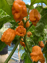 Load image into Gallery viewer, “Repo Mang” (BOC X Reaper OG3) (Pepper Seeds)