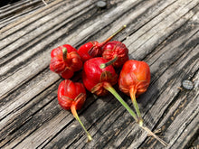 Load image into Gallery viewer, Purplegum Red (Pepper Seeds)