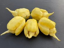 Load image into Gallery viewer, White Ghost Scorpion Mix (Bumpy, XL, & Meringue) (Pepper Seeds)