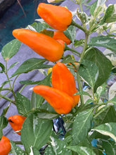 Load image into Gallery viewer, Orange Fish (Pepper Seeds)