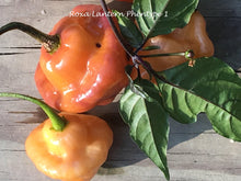 Load image into Gallery viewer, Roxa Lantern (T-E Mix)(Pepper Seeds)