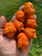 Load image into Gallery viewer, “Repo Mang” (BOC X Reaper OG3) (Pepper Seeds)