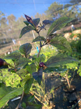 Load image into Gallery viewer, Purple Uprising White (Pepper Seeds)