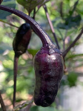 Load image into Gallery viewer, Trixster Polychrome Mix (Pepper Seeds)