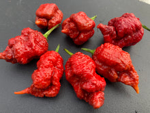 Load image into Gallery viewer, Tiberius Mauler Caramel (Pepper Seeds)
