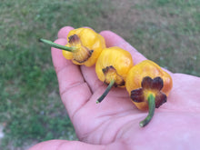 Load image into Gallery viewer, PurpleGum Yellow Bright (Pepper Seeds)