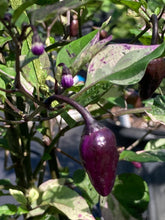 Load image into Gallery viewer, Trixster Polychrome Mix (Pepper Seeds)