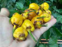 Load image into Gallery viewer, PurpleGum Yellow Bright (Pepper Seeds)
