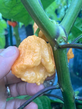 Load image into Gallery viewer, 7 Pot Douglah Peachy (Pepper Seeds)
