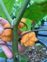 Load image into Gallery viewer, 7 Pot Douglah Peachy (Pepper Seeds)