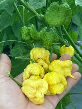 Load image into Gallery viewer, “Creamo” BOC X Primo (Cream) Pepper Seeds