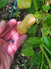 Load image into Gallery viewer, SR White Bell Stripey (Pepper Seeds)