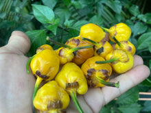 Load image into Gallery viewer, PurpleGum Yellow Bright (Pepper Seeds)